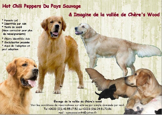 De La Vallée De Chère's Wood - Mariage Imagine et Hotchi - chiots à naître au 8 fev