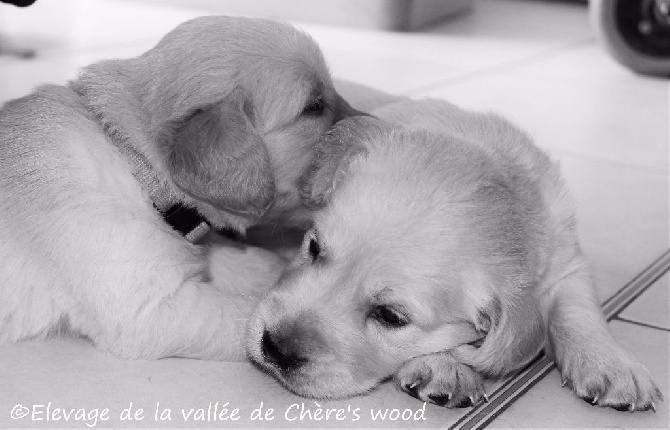 De La Vallée De Chère's Wood - La 3/4 ème semaine des chiots de Frozen & Hakan