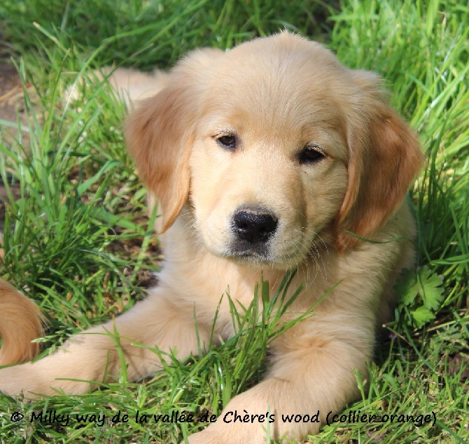 De La Vallée De Chère's Wood - Reste 4 chiots Golden disponibles de suite 