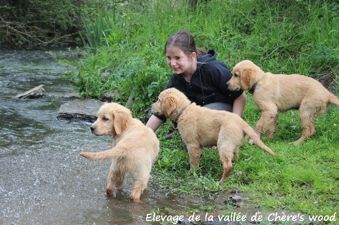 De La Vallée De Chère's Wood - 3 chiots Golden disponibles de suite 