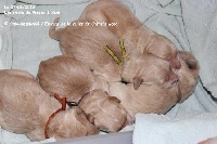 CHIOT
